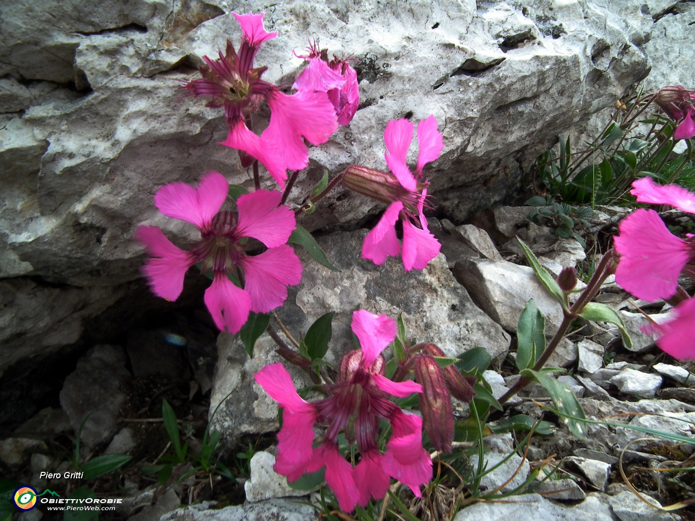 68 Silene di Elisabetta (Silene Elisabethae).JPG